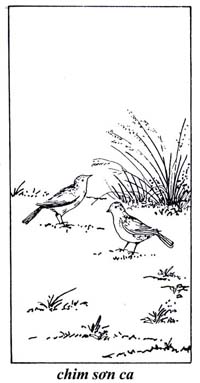✓ Skylark Birds Singing In Flock – No Noise || Nguyên Sách – Tập 163 -  YouTube