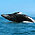 ograywh002p4.jpg (4964 bytes)